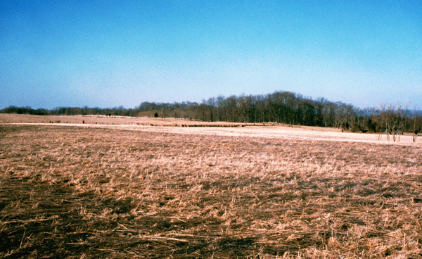 The cornfield