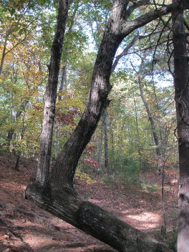 A leaning tree starts upward again