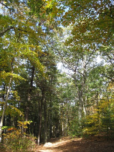 Path through the trees