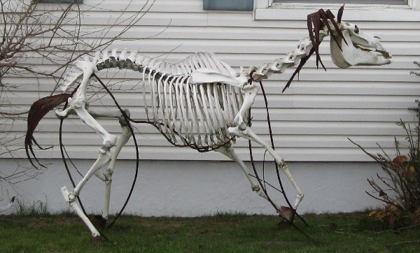 Horse skeleton sculpture, Avon, NJ