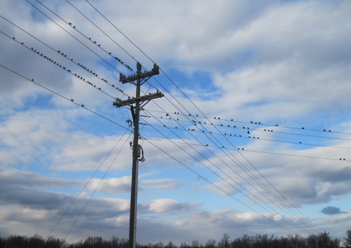 Birds on wire, Spotsylvania, VA