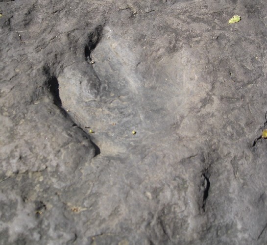 Dinosaur footprint, Holyoke, Mass.