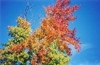 Leaves 2, Spotsylvania, Virginia, 2003