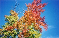 Leaves 2, Spotsylvania, Virginia, 2003
