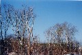 White winter trees