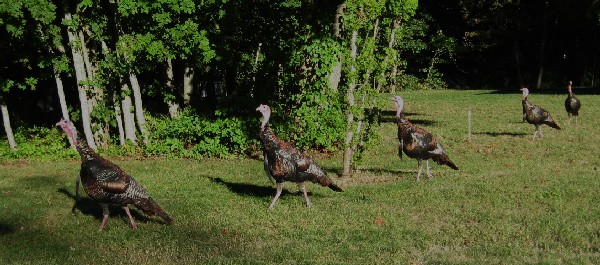 Wild Turkeys, Holliston, Mass.