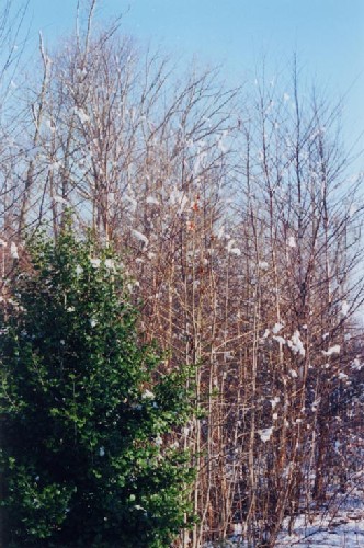 Winter trees and holly