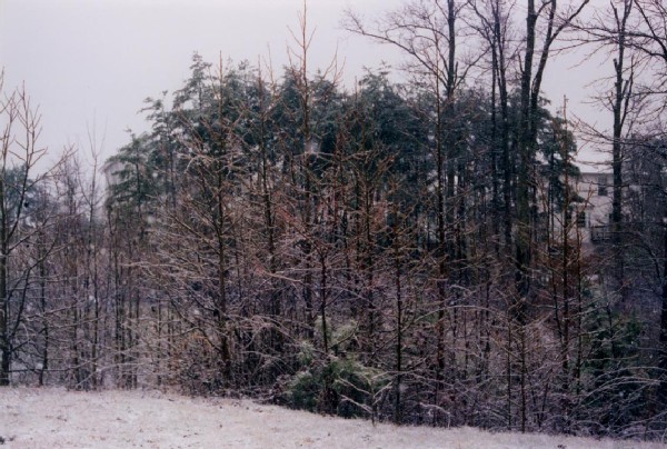 Winter trees